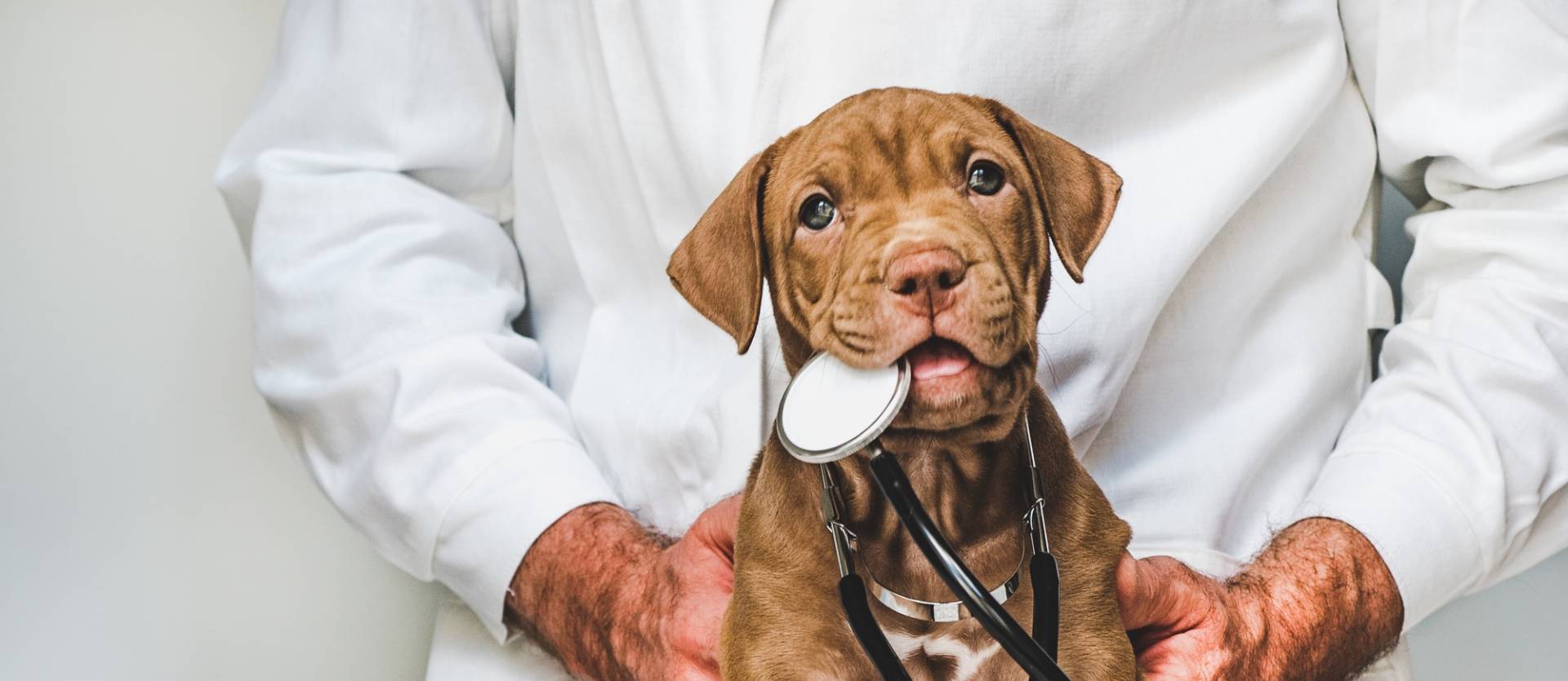 Mały pies trzymający w zębach stetoskop